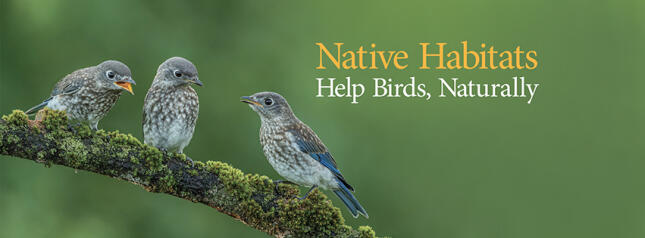 Three juvenile bluebirds perched on a mossy branch beside the words “Native Habitats Help Birds, Naturally.”