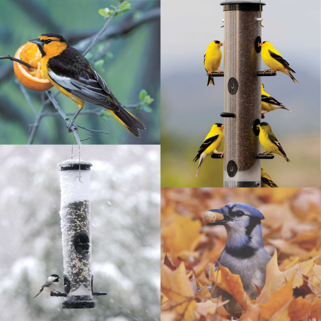 Four-season bird collage featuring a Bullock&rsquo;s Oriole with an orange in spring, American Goldfinches at a summer feeder, a Blue Jay holding a peanut among fall leaves, and a chickadee visiting a snow-covered winter feeder.
