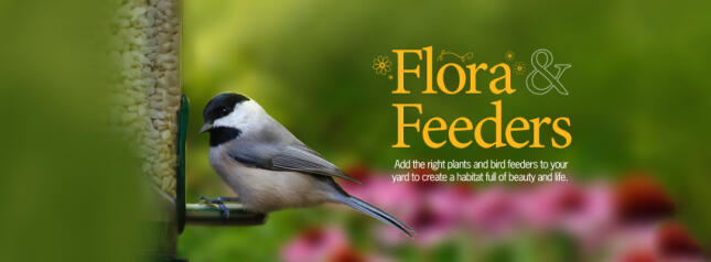 Black-capped Chickadee perched beside a bird feeder against a colorful garden background. Text reads, &ldquo;Flora & Feeders: Add the right plants and bird feeders to your yard to create a habitat full of beauty and life.&rdquo;