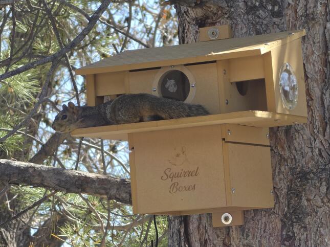 Fox squirrel resting on the platform of a locally made wooden Squirrel Boxes house mounted to a pine tree.