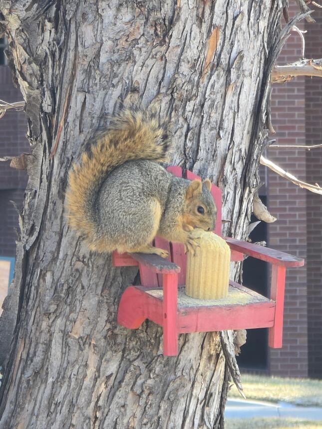 Fox squirrel sitting on a red wooden chair-shaped feeder and eating from a Squirrel Munch Log.