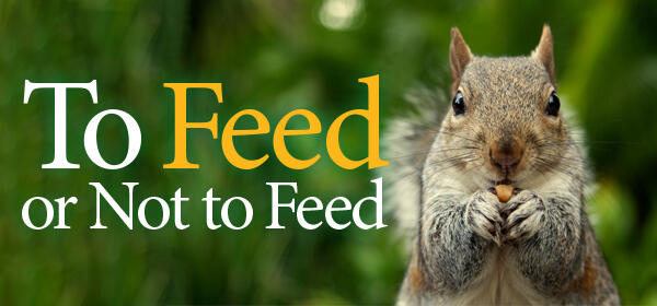 Fox squirrel holding a nut against a green background with the words “To Feed or Not to Feed.”