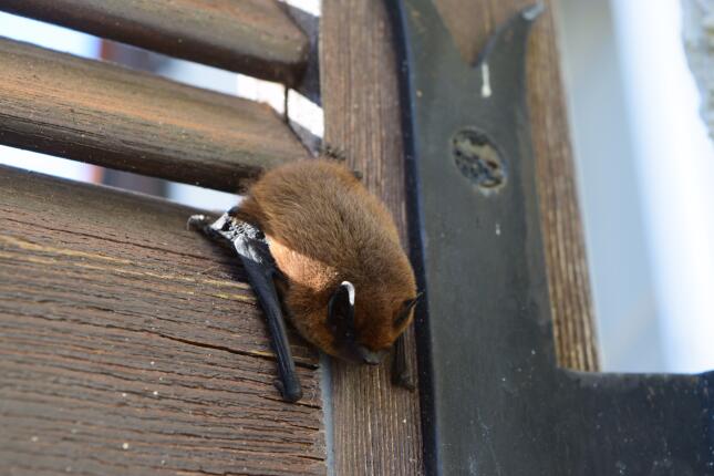 Small brown bat resting on a wooden shutter beside a window.