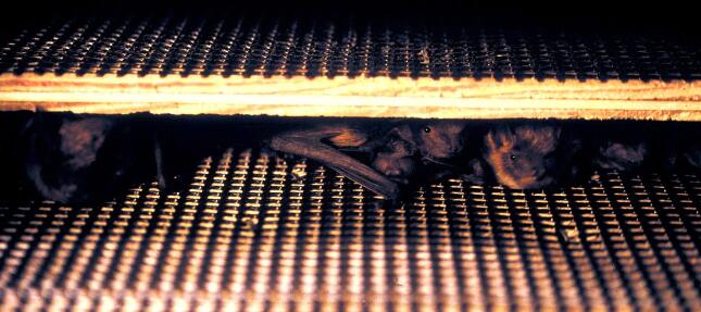 Several bats clustered together inside the narrow, sheltered chambers of a bat roost.