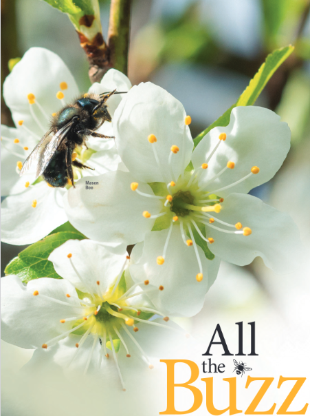 Mason bee gathering pollen from white blossoms with yellow stamens, alongside the words &ldquo;All the Buzz.&rdquo;