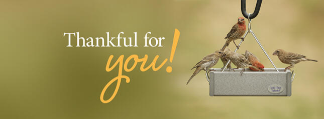 House Finches gathered around a hanging Wild Birds Unlimited tray feeder beside the words &ldquo;Thankful for you!&rdquo;