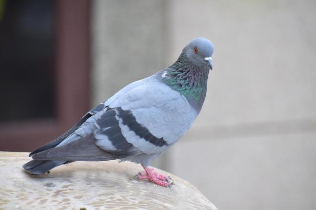 Gray Rock Pigeon with an iridescent green-and-purple neck and two dark wing bars.