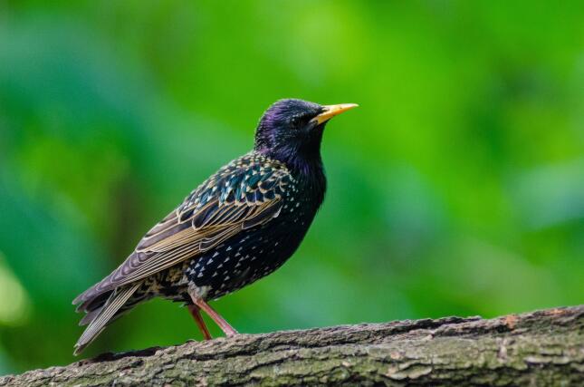 European Starling with glossy, speckled plumage perched on a tree branch against a green background.