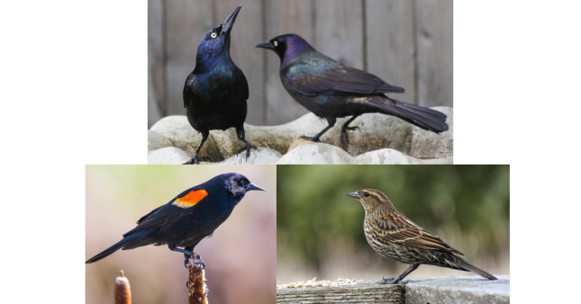 Two iridescent Common Grackles above male and female Red-winged Blackbirds.