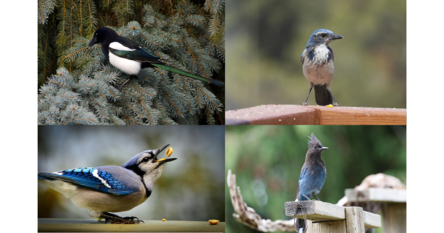 Black-billed Magpie, Woodhouse&rsquo;s Scrub-Jay, Blue Jay, and Steller&rsquo;s Jay shown in a four-photo collage.