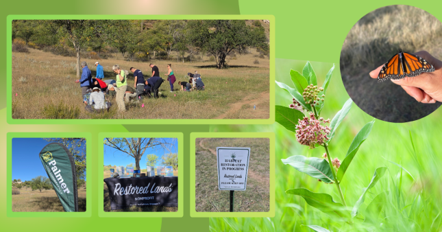 Collage showing volunteers planting in a grassy field, a Palmer Land Conservancy banner, a Restored Lands Nonprofit table, and a sign reading ‘Habitat restoration in progress. Planted seeds. Please keep off.’ A flowering milkweed plant fills the background, with a tagged monarch butterfly resting on a person’s hand in the upper right.