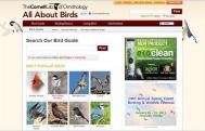 All About Birds